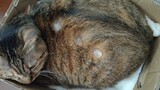 Động vật|"Đào hố" trên người mèo