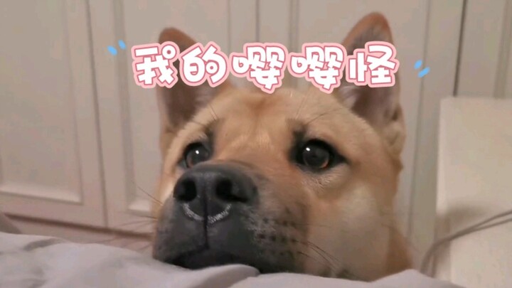 My pineapple is a Chinese rural dog; she’s a cute, clingy little thing.