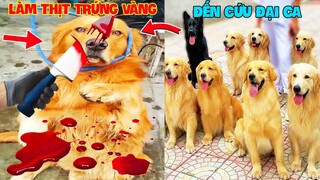 Thú Cưng Vlog | Trứng Bạc Và Trứng Vàng #4 | Chó gâu đần thông minh vui nhộn | Funny pets smart dog