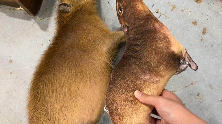 عندما يدخل وسادة قبيحة ضخمة إلى حديقة الحيوانات!