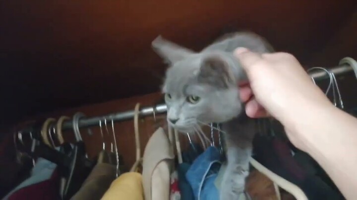 Can't Find My Cat His Hiding Inside The Wardrobe Cabinet