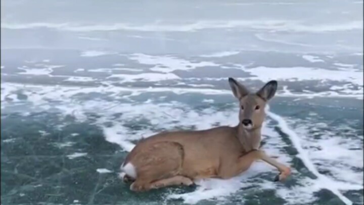 【Northeast Cute Pets】Silly Roe Deer