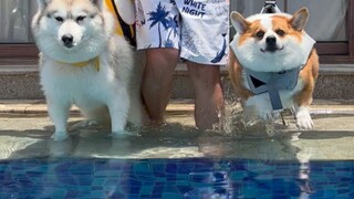 Let the dog swim for a month to lose weight, unexpectedly...