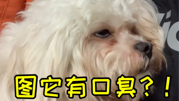 เมื่อเจ้าเท็ดดี้เพศเมียจากชั้นล่างมาหาถึงบ้าน