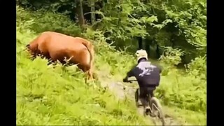 ก้นเนื้อ