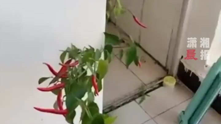 A college student didn’t return to their dorm until four months later, only to find chili peppers gr