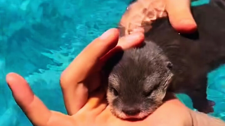 So cute! A netizen stumbled upon and rescued a lost baby otter, going viral and charming tens of mil