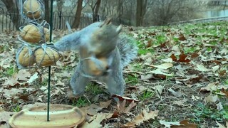 Adult squirrels often collapse in an instant!