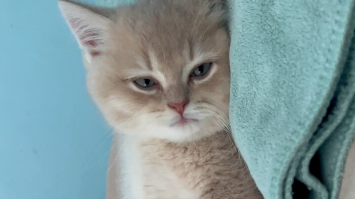 Pagi-pagi baru saja berguling, ternyata si kucing sudah menunggu aku bangun—siapa yang mengerti?