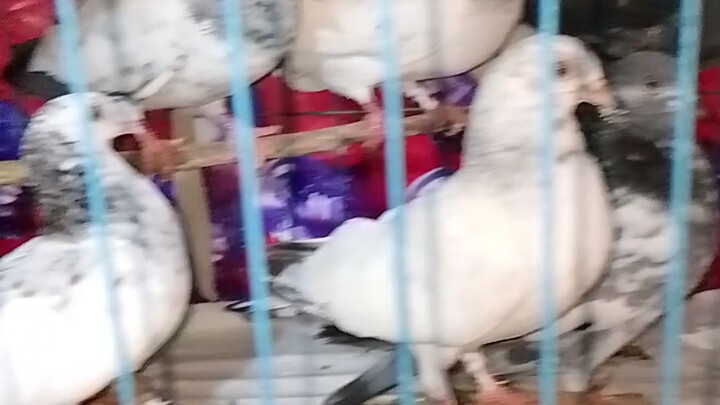 শখের কবুতর