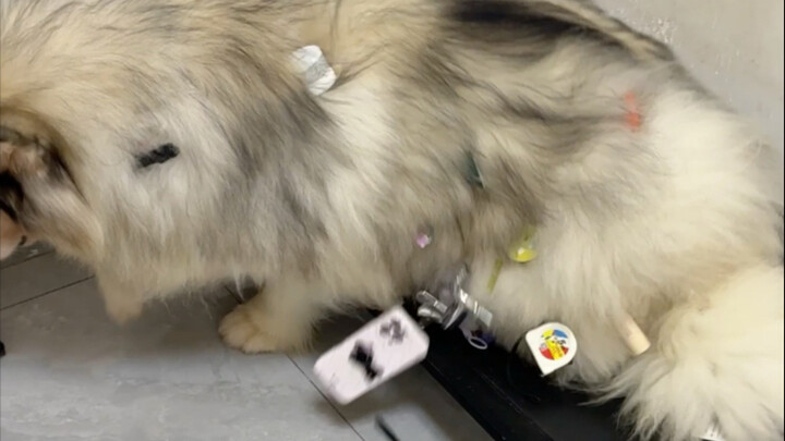 I'd say "Tom and Jerry" is actually a documentary, wouldn't you?