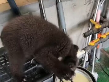 Đây là điên rồi à? Người cười đến đau bụng luôn.