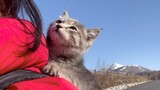 Binatang|Mengadopsi Kucing