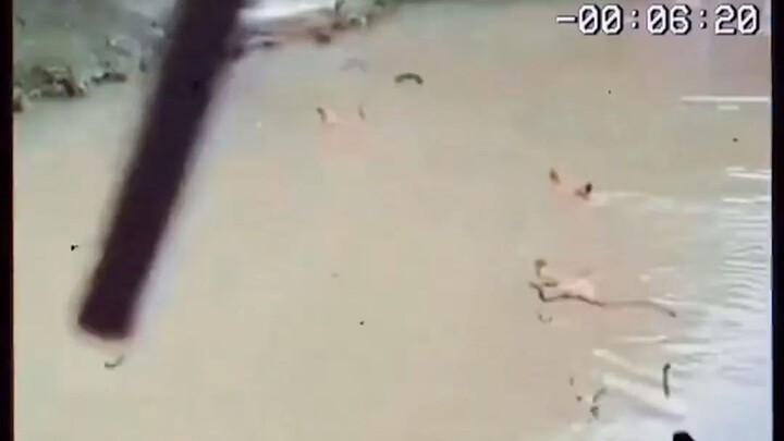 “Tại sao gà biết bơi?”