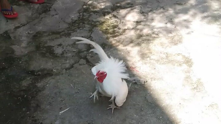 white hatch vs kanawayon