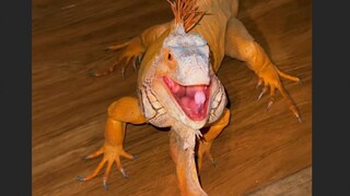 It looks scary, but actually it's a vegetarian—and super cuddly!