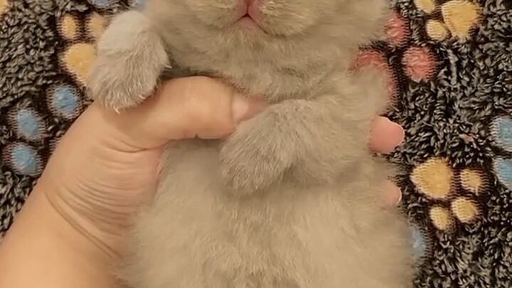 cute kitty