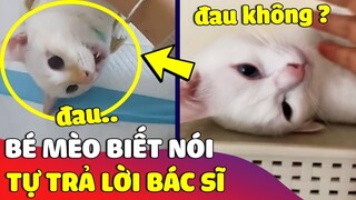 Bé mèo biết 'NÓI TIẾNG VIỆT' trả lời bác sĩ khiến ai cũng trầm trồ 😅 | Gâu Đần