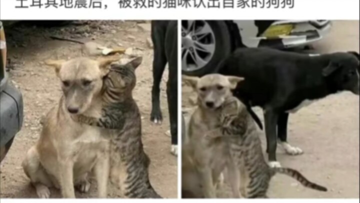 Sau trận động đất, chú mèo nhận ra chú chó nhà mình