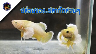 ปล่อยของปลากัดสวยๆใครชอบแบบไหนปิดไปดูแลเลยนะครับสไตล์korattv