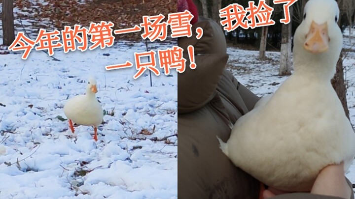【柯尔鸭】发现一只柯尔鸭在雪地里冻脚，up想抱起来就跑，没想到鸭鸭竟然自己跟着跑回家了，好乖鸭～
