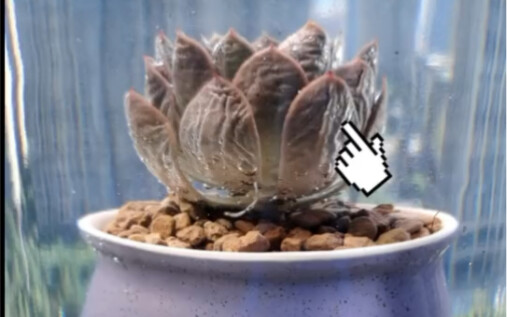 Sen đá uống nước ừng ực, hãy vén chiếc khăn che mặt của bạn lên nào!