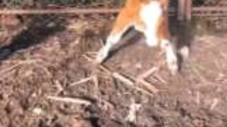 متابعة البقرة المكسورة الرأس وقد تعافت بشكل جيد