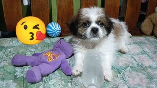 #shih tzu#Playing time with cat