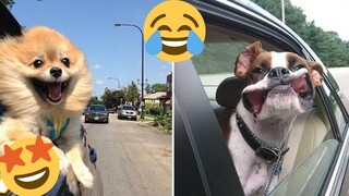 Funniest Animals Videos 2023 😁Best Funny Dogs And Cats 😁Videos#62