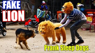 FAKE LION HEAD vs PRANK DOG MAKE FUNNY - Try To Stop Laughing