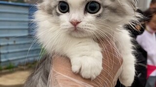 This little cat is so fairy. I found it first, but someone else snatched it away.