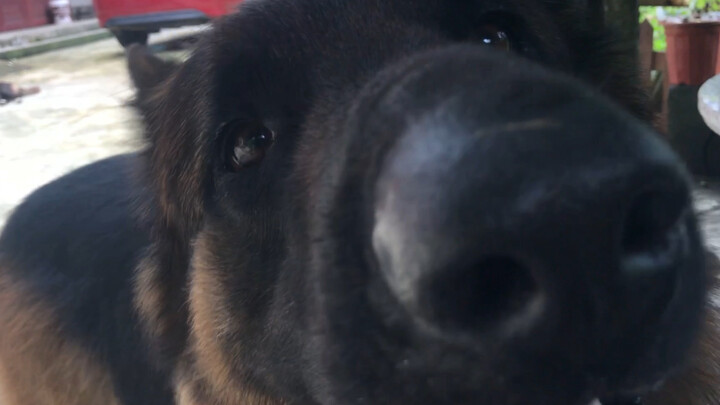 Whenever the owner calls the other dogs, the German Shepherd always rushes over to rub its head agai