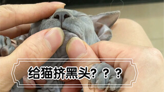 给无毛猫挤黑头是怎么样的体验？