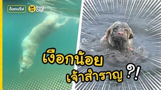 "แม็กซ์" น้องหมาลาบราดอร์ยอดนักดำน้ำ | Dog's Clip