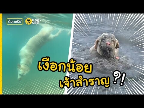 "แม็กซ์" น้องหมาลาบราดอร์ยอดนักดำน้ำ | Dog's Clip