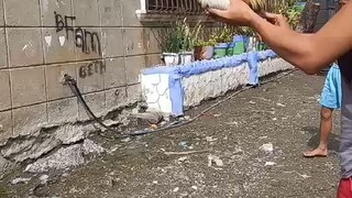 micro bantam (6monts vs cock age) 1st win ni Talisay gold