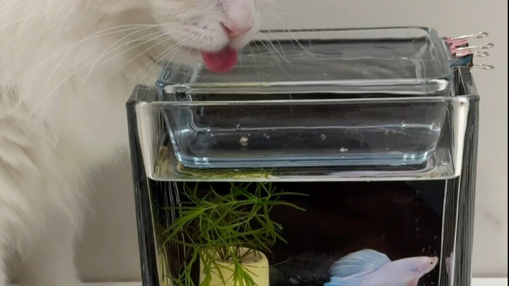 Vì một đĩa giấm mà gói cả mẻ bánh bao.