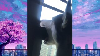CUTE PET #น่ารัก&ตลก #5555+
