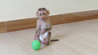 Happily afternoon! So cute baby monkey Maki happily play with colorful ball in the room