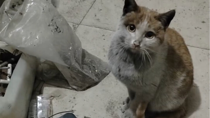 Có phải anh thợ sửa xe đã lấy cô ấy để lau tay không…?