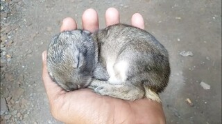 Anak Kelinci Umur 3 Hari