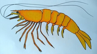 Cara menggambar udang yang mudah dan bagus || Cara menggambar dan mewarnai untuk pemula