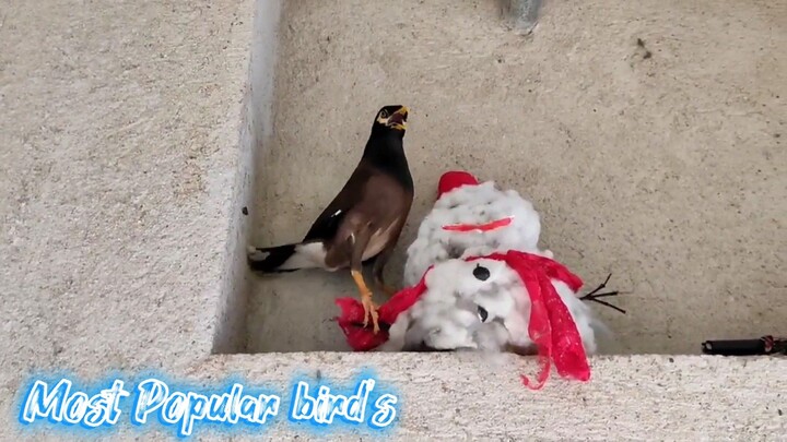 best talking birds indian