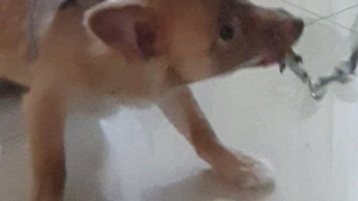 Titan hates her new leash and goes crazy🐕