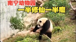 منذ أن جاء هذا الباندا إلى حديقة حيوان ناننينغ، لابد أنه أصبح أكثر باندا مرح في العالم!