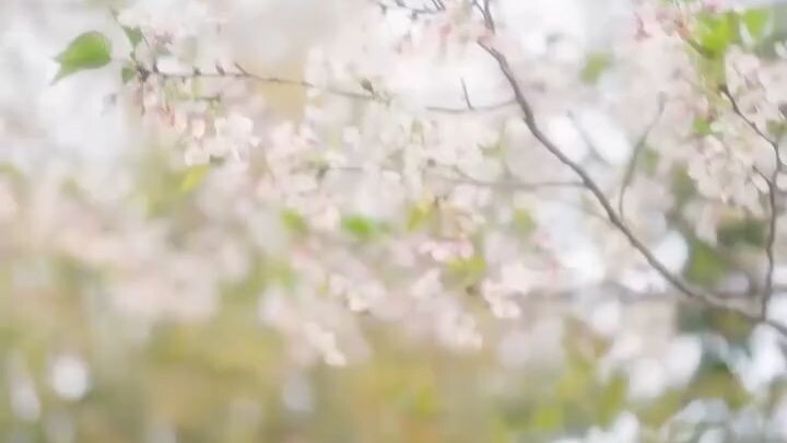 เจ้าสัวโหดตื้อรักสาวสวนชา....