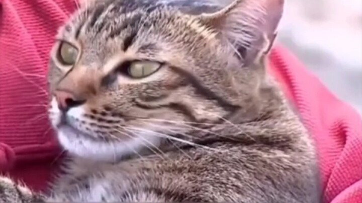 The cat actually started talking!