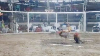 Winner-1st Fight - 2024 Late Born Derby: 06Jan'24 (9/16 Allen RH ; 7/16 Cardinal Kelso) INSURANCE.