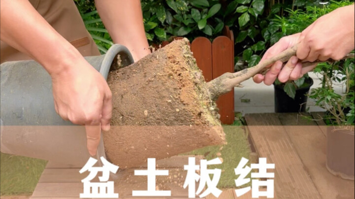 Only when the potting soil isn't compacted can you grow flowers well.