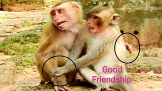 Wow Good Friendship Abandoned Monkey Rolex Happy To Have A Best Friend,Clever Abandoned Monkey Rolex